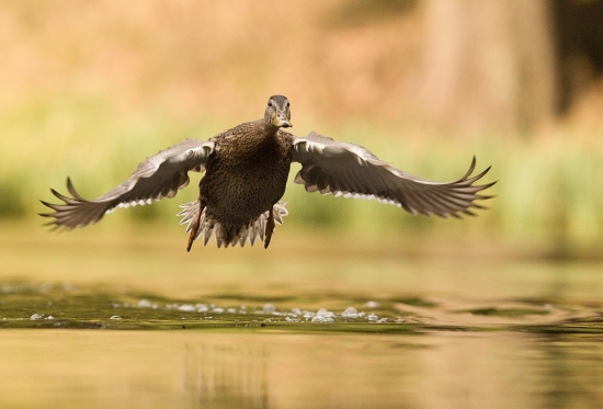 pozor letím.............