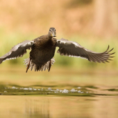 pozor letím.............