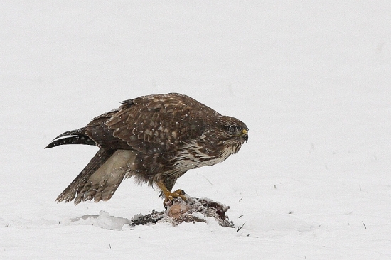 káně lesní na újedi...