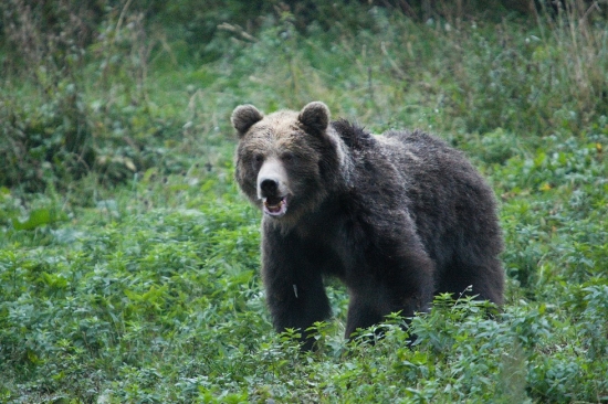 medvěd hnědý