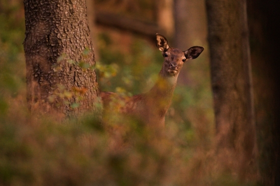 Obyčejná, ale něžná........