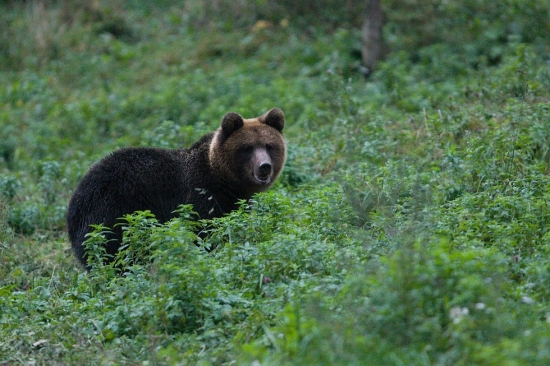 medvěd hnědý