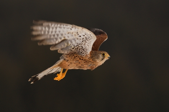 poštolka obecná-sameček