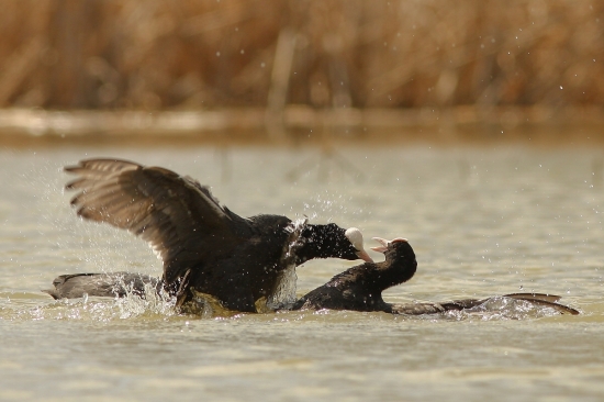 souboj...............