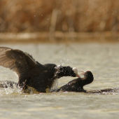 souboj...............