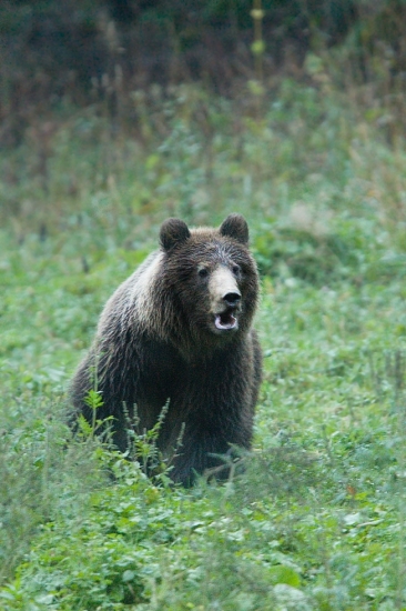 medvěd hnědý