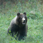 medvěd hnědý