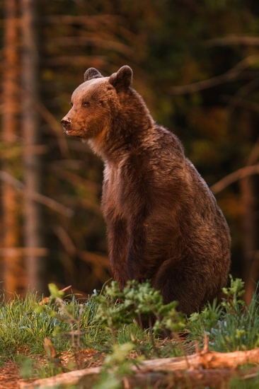 medvěd v zapadajícím slunci.......