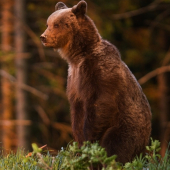 medvěd v zapadajícím slunci.......