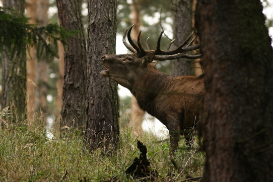 jelení říje...