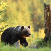 Wild medved Mala Fatra