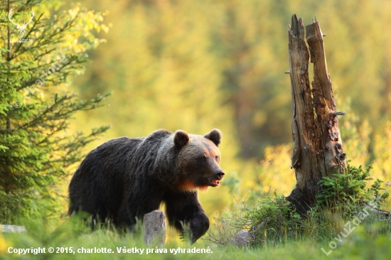 Wild medved Mala Fatra