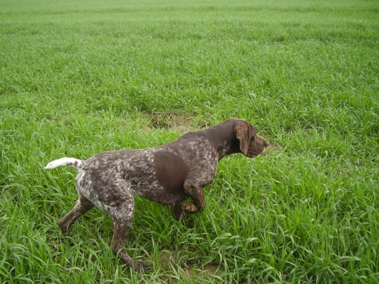 Chov.suka Bára Mervov dvor
