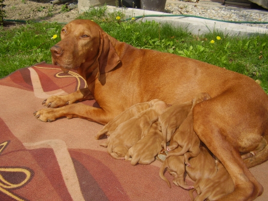 Bea Garamparty a jej  šteniatká