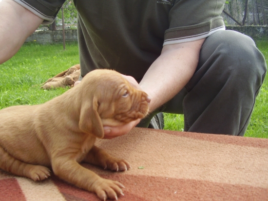 štenata MKS Garamparty