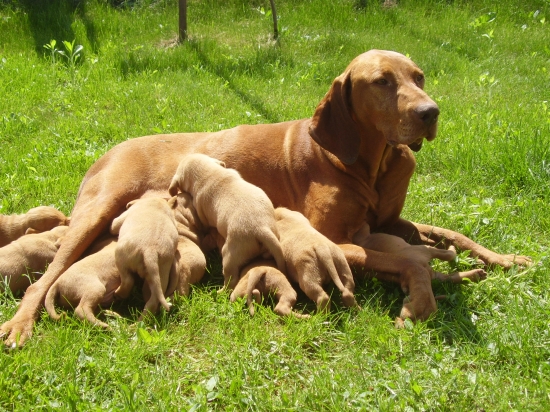 štenata MKS Garamparty