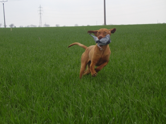 Grog Garamparty 11.mes.