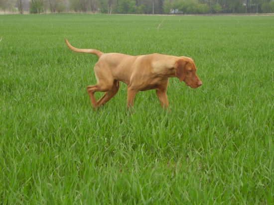 Grog Garamparty 11.mes.