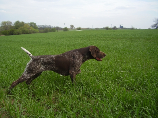 Bára Mervov dvor chov.suka