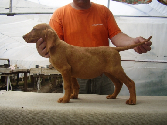 Hardi  Garamparty MKS