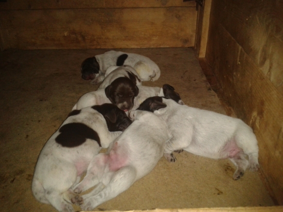 Bára a jeho štenata