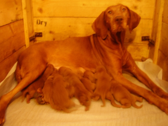 ch.st.Garamparty už sme na svete