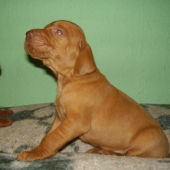Garamparty VIZSLA