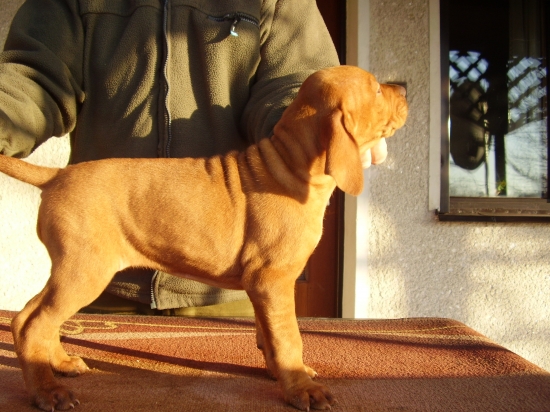 Garamparty VIZSLA