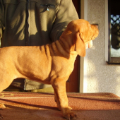 Garamparty VIZSLA