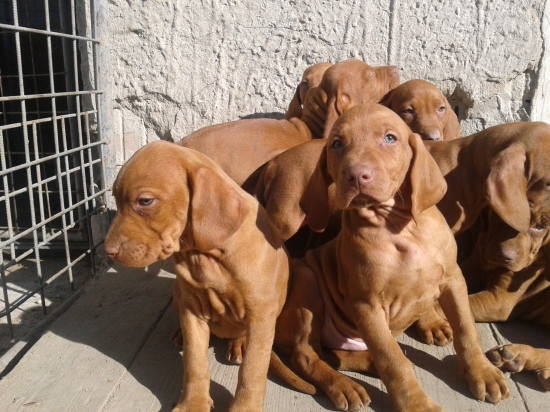 Garamparty VIZSLA štenata
