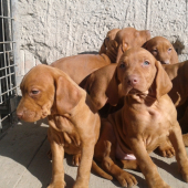 Garamparty VIZSLA štenata