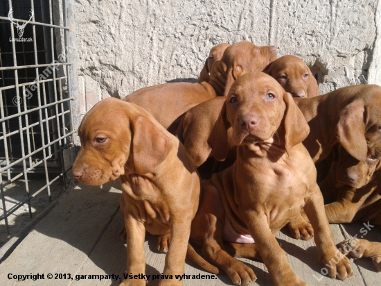 Garamparty VIZSLA štenata