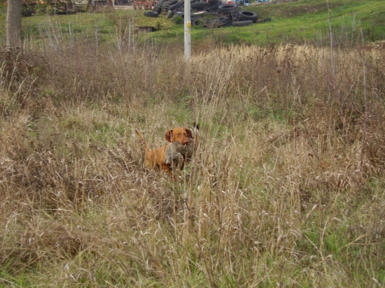 10.mes.kréta Garamparty so zajkom