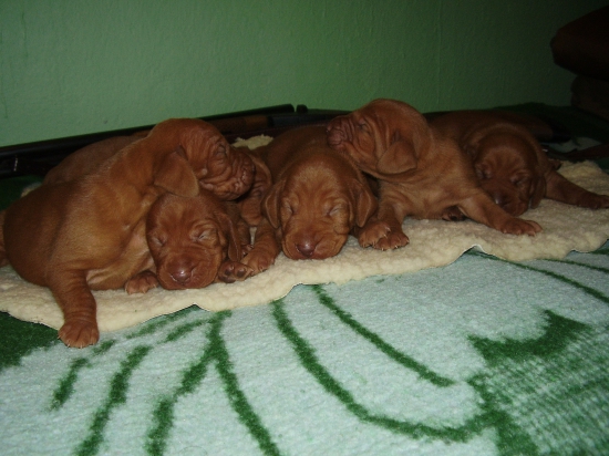 šteniatka MKS VIZSLA