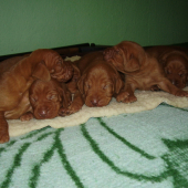 šteniatka MKS VIZSLA