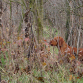 Kréta a Ficko Vystavuju