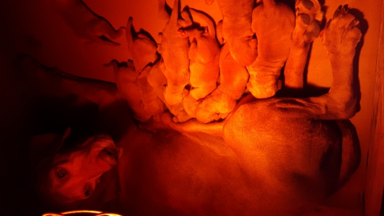 CH.St. Garamparty  vrch  R.