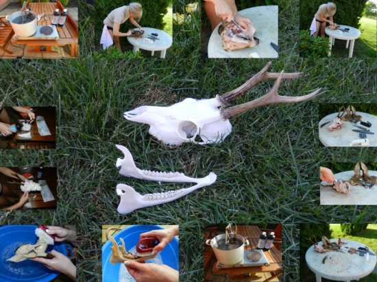 Preparace srnčí trofeje