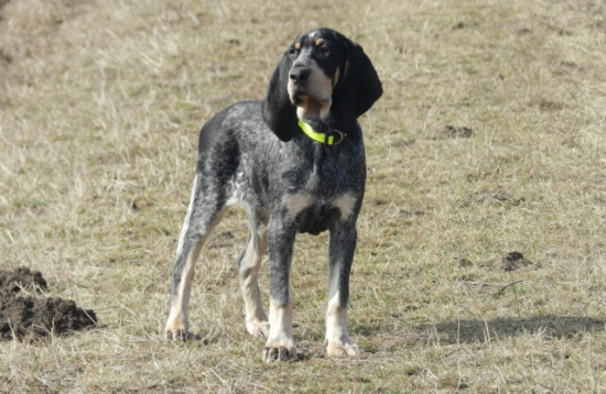 Můj nový čtyřnohý přítel...