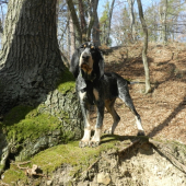 Athos z Třemešku
