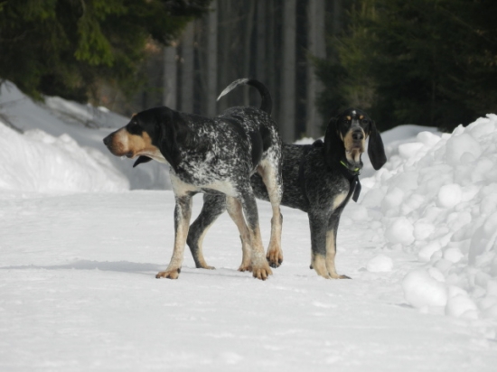 Athos z Třemešku spolu s matkou