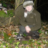 Lov mývala severního