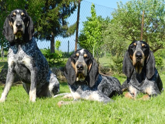Brick, Baltes a Athos z Třemešku
