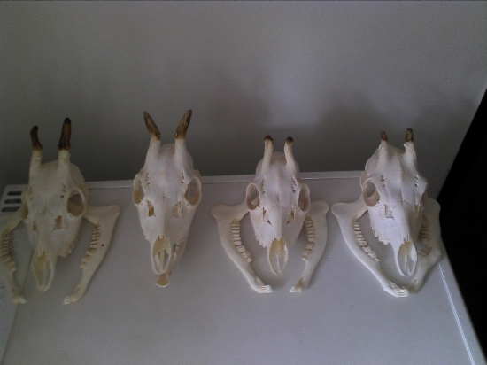 Moje tohtoročné srnce