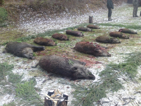 Poľovačka na diviaky