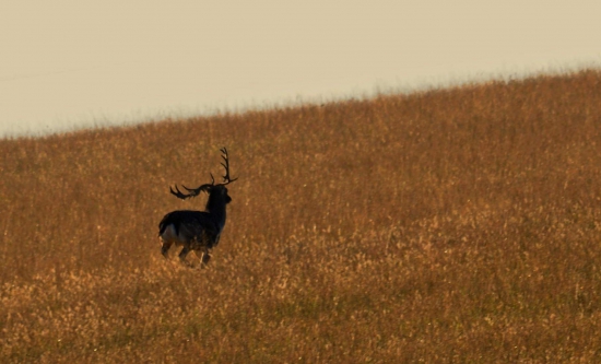 Pre niekoho životný...