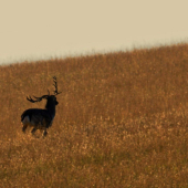 Pre niekoho životný...