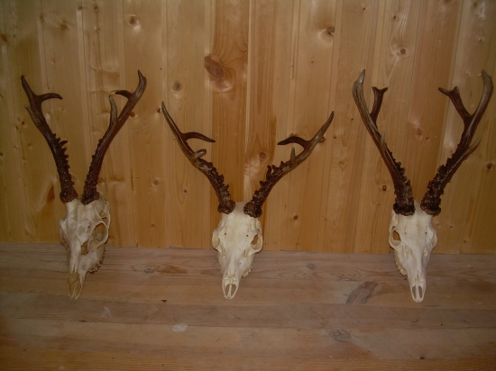 trojdňova poľovačka