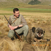 Argentinsky diviak