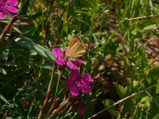 Poradíte co je to za motýlka?